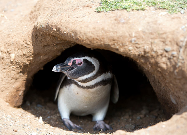 Magdalena_Island_Penguins_Fine_Travel_Holiday