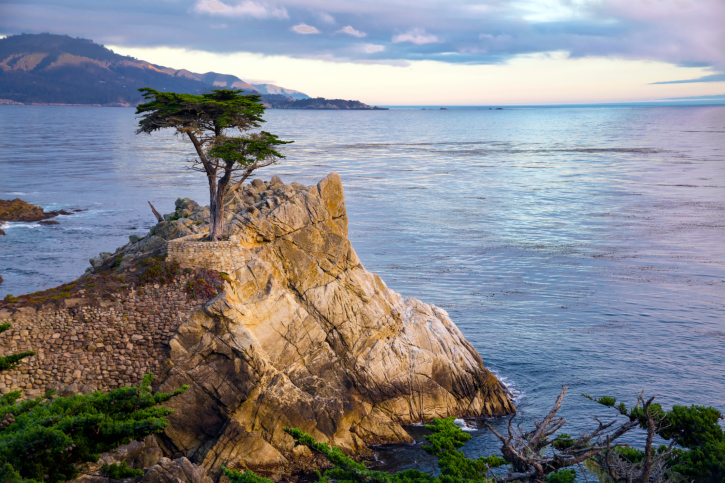 Lone_Cypress_Tree_to_Monterey