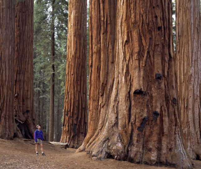 Henry_Cowell_Redwoods_State_Park_Fine_Travel_Holiday