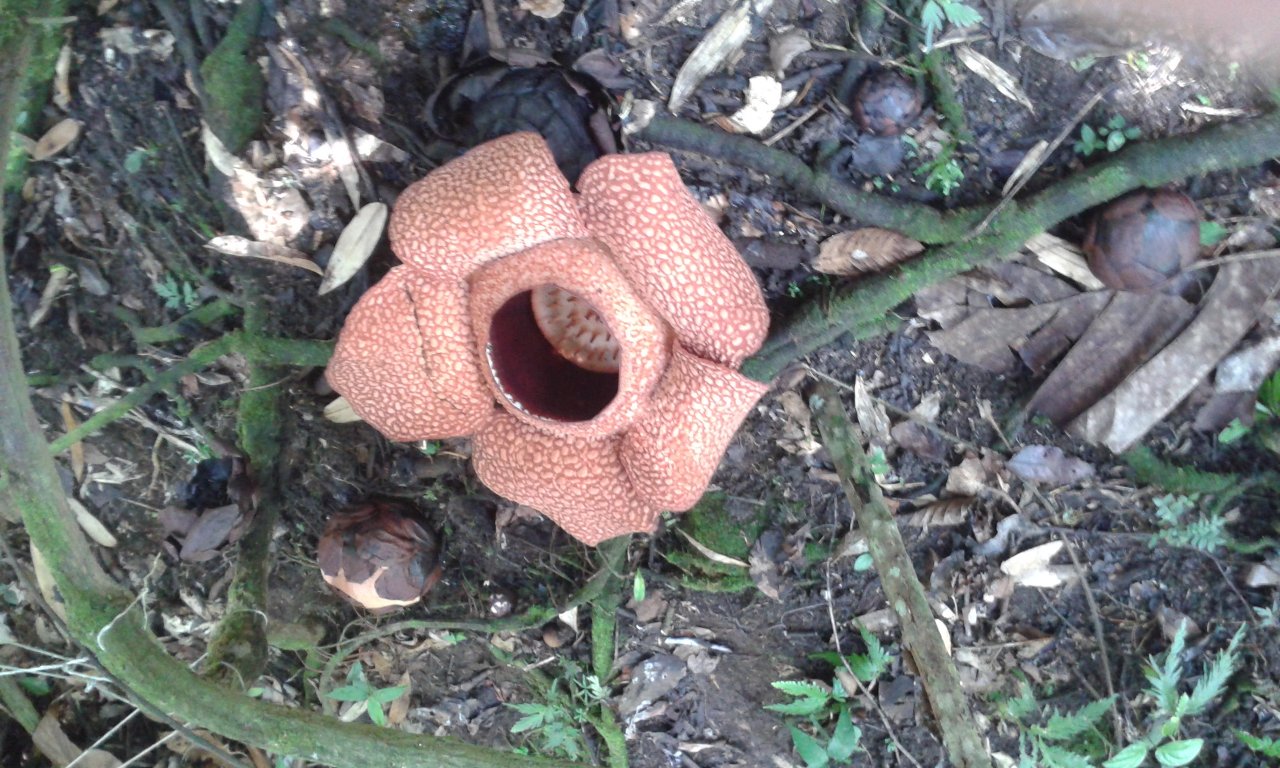 Rafflesia_Worlds_largest_flower_sm