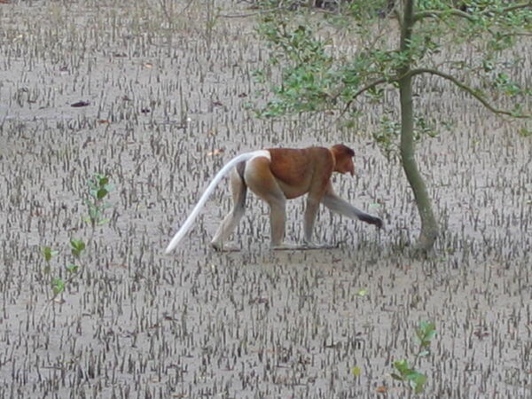 Proboscis_Monkey_Bako_NP