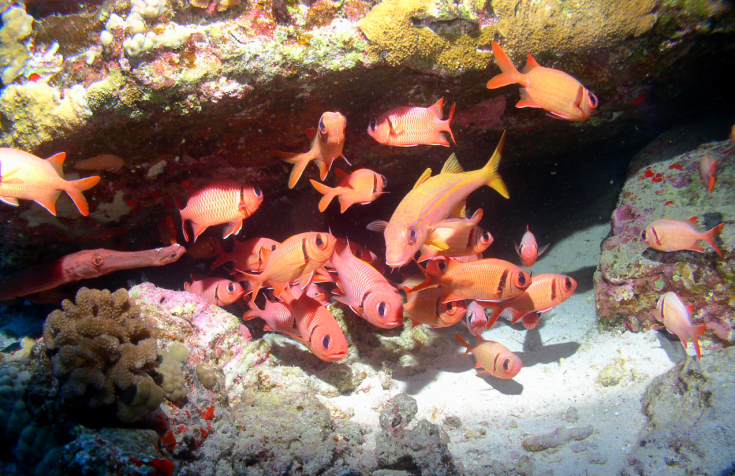 School_of_Fish_on_a_Maui_Reef