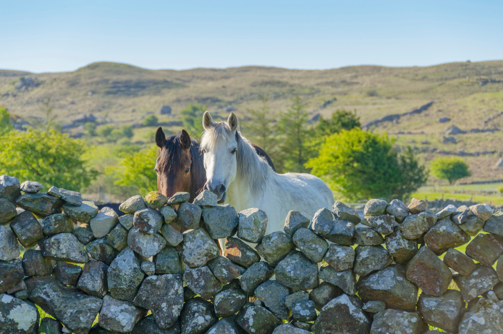 HorsesinIreland