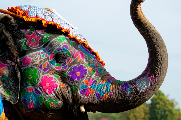 PaintedelephantfestivalinJaipur