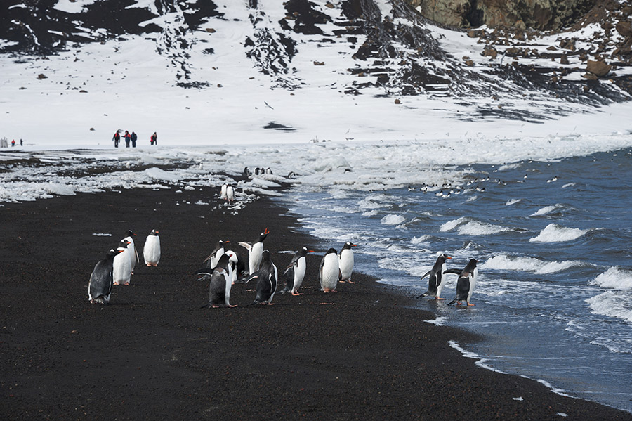 Antartica-Cruise-Packages-Fine-Travel