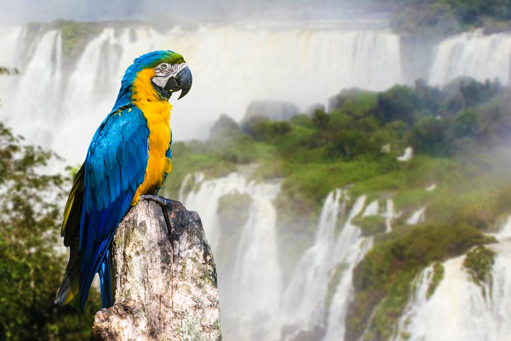 Blue and Yellow Macaw in Iguazu Falls, Brazil