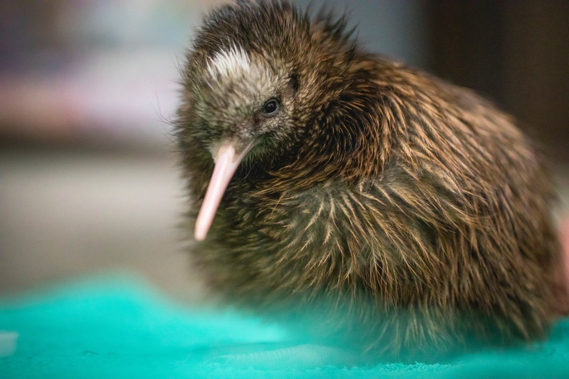 5607-Pukaha-National-Wildlife-Centre-Wairarapa-Miles-Holden