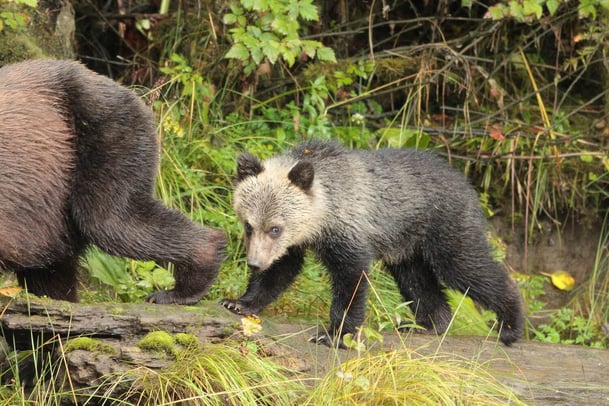 ©2007 Tom Rivest - Great Bear Lodge.jpg