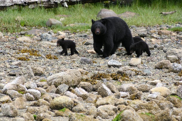 Clayoquot.jpg