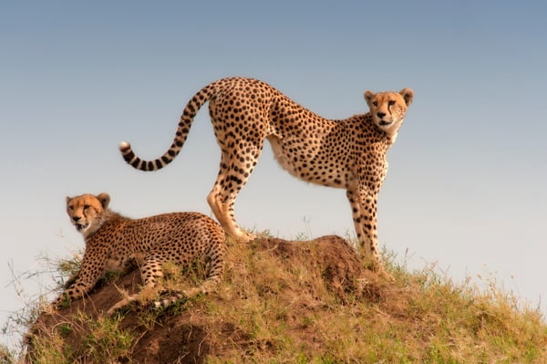 African_Cheetah_Holiday_Safari