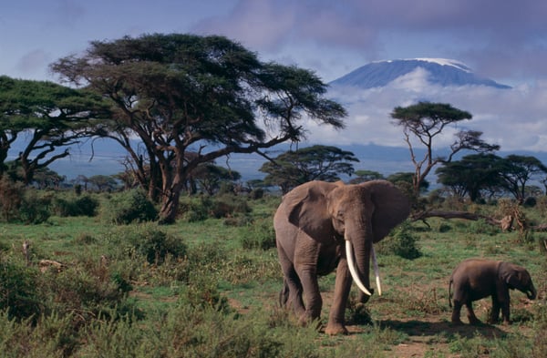 African_Elephants_and_Holiday_Safaris