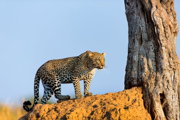 African_Holiday_Safaris