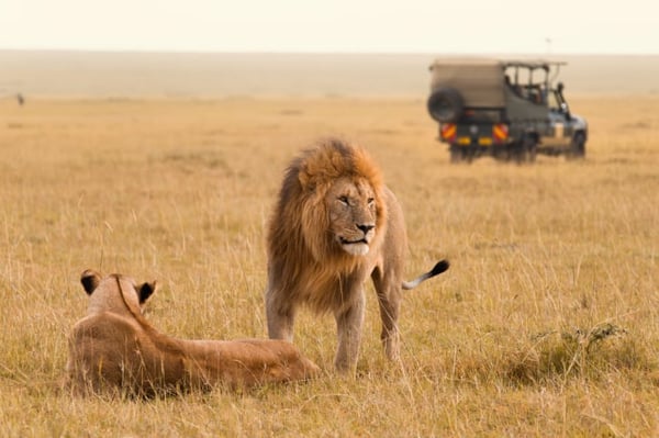 African_Safari_Holiday