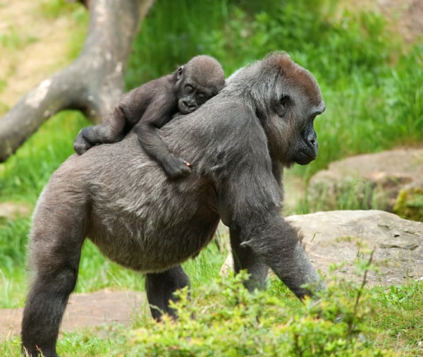 Gorilla_Trekking_Africa_Holiday