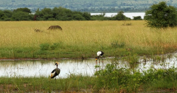 Ugandan_Safari_Animals_in_Africa_Holiday