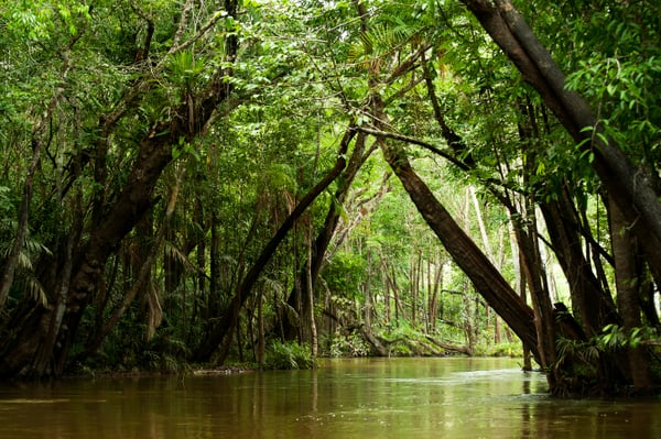 Igarape_in_the_Brazilian_Amazon